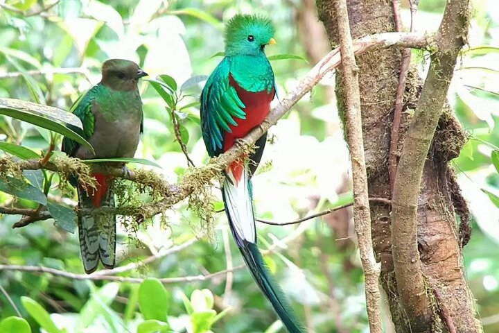 Monteverde Birdwatching and wildlife tour - Photo 1 of 25